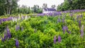 Colorful Lupines in New Hampshire Royalty Free Stock Photo