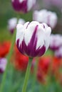 Triumph Tulip - Rembrandt`s Favorite