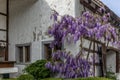 Colorful purple wisteria frowing on the side of an old farmhouse in Switzerland