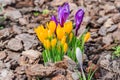 Colorful purple, yellow and white crocus flowers blooming on a sunny Spring day in the garden Royalty Free Stock Photo