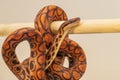 The colorful Python snake is curled into a ball on a piece of wood