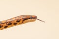 The colorful Python snake is curled into a ball on a piece of wood
