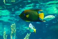 Colorful Queen Angelfish Royalty Free Stock Photo