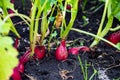 Colorful radish roots with green stems on wet bed. Growing vegetables in garden. First spring harvest