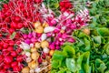 Colorful Radishes and Lettuce Royalty Free Stock Photo