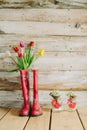 Colorful rain boots with spring flowers and snowdrops in wooden Royalty Free Stock Photo