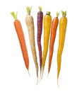 Colorful Rainbow carrots on white background Royalty Free Stock Photo