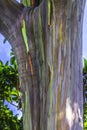 Colorful Rainbow Eucalyptus Gum Tree Honolulu Hawaii Royalty Free Stock Photo