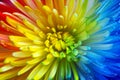 Colorful rainbow flower brackground Royalty Free Stock Photo