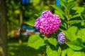 Colorful rainbow flowers of bright color, beautiful background Royalty Free Stock Photo