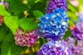 Colorful rainbow flowers of bright color, beautiful background