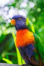 Rainbow lorikeet parrot Royalty Free Stock Photo