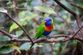 Colorful Rainbow Lorikeet Parrot sitting in Branch Royalty Free Stock Photo