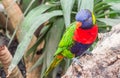 Colorful rainbow lorikeet sitting on a palm tree Royalty Free Stock Photo