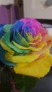 Colorful rainbow rose Royalty Free Stock Photo