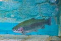 Colorful rainbow trout in an aquarium.Oncorhynchus mykiss Royalty Free Stock Photo