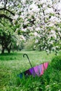 Colorful rainbow-umbrella in the blooming garden. Spring, outdoors.