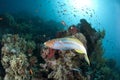 Colorful Rainbow wrasse on a tropical coral reef.