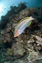 Colorful Rainbow wrasse on a tropical coral reef.