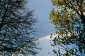 Colorful rainbows behind some spring trees