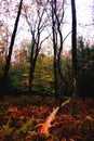 Colorful rainy fall day in the woods, in Upstate NY.