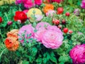 Colorful of Ranunculus Asiaticus and Rose