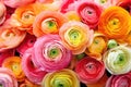 Colorful ranunculus in a bouquet. Persian buttercups bouquet of spring flowers. Generative AI