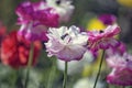 Colorful Ranunculus flowers or Ranunculus asiaticus or the Persian buttercup, close up. Selective focus. Flower background. Mother Royalty Free Stock Photo