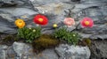 Colorful Ranunculus Flowers Growing in a Stone Wall Royalty Free Stock Photo