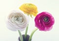 Colorful ranunculus flowers1 Royalty Free Stock Photo