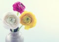 Colorful ranunculus flowers4 Royalty Free Stock Photo