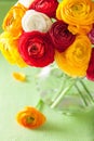 Colorful ranunculus flowers in vase over green background Royalty Free Stock Photo