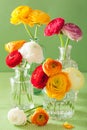 Colorful ranunculus flowers in vase over green background Royalty Free Stock Photo