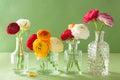 Colorful ranunculus flowers in vase over green background Royalty Free Stock Photo