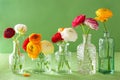 Colorful ranunculus flowers in vase over green background Royalty Free Stock Photo