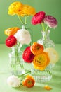 Colorful ranunculus flowers in vase over green background Royalty Free Stock Photo