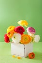 Colorful ranunculus flowers in vase over green background Royalty Free Stock Photo