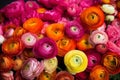 Colorful ranunculus. Generative ai