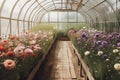 Colorful ranunculus in greenhouse. Generative ai
