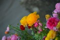 Colorful Ranunculus, Persian buttercup flowers