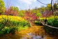 Colorful flower field