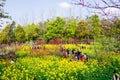 Colorful flower field