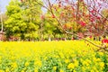 Colorful flower field