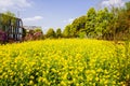 Colorful flower field