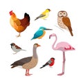 Colorful realistic bird collection