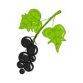 Colorful realistic blackcurrant icon. Idea for decors, damask, spring holidays, nature themes. Isolated vector logo.