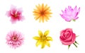 Colorful Realistic Flower Set for Celebration Decoration Royalty Free Stock Photo