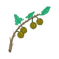 Colorful realistic gooseberry icon. Idea for decors, damask, spring holidays, nature themes. Isolated vector logo.