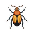 Colorful Realistic Illustration of Dermestid Beetle Royalty Free Stock Photo