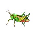 Colorful Realistic Illustration of Short-Horned Grasshopper Royalty Free Stock Photo